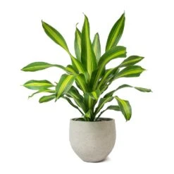 Dracaena Fragrans Burley -HousePlants Shop Dracaena fragrans Burley Mini Orb Kevan Plant Pot Grey Washed