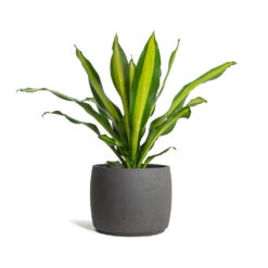 Mini Valerie Plant Pot - Black Washed 19 Mini Valerie Plant Pot - Black Washed -HousePlants Shop Dracaena fragrans Burley Mini Valerie Plant Pot Black Washed