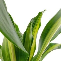Dracaena Fragrans Burley -HousePlants Shop Dracaena fragrans Burley SWATCH 5568