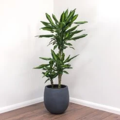 Dracaena Fragrans Cintho - Multi Stem -HousePlants Shop Dracaena fragrans Cintho Balloon Plant Pot Natural Concrete