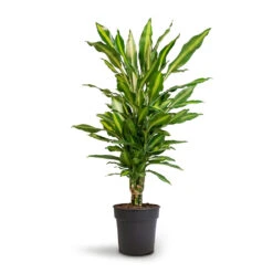 Dracaena Fragrans Cintho - Branched -HousePlants Shop Dracaena fragrans Cintho Branched 21x70cm