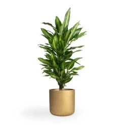 Dracaena Fragrans Cintho - Branched -HousePlants Shop Dracaena fragrans Cintho Branched 21x70cm Charlie Plant Pot Metallic Gold 25x24cm
