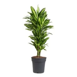 Dracaena Fragrans Cintho - Branched -HousePlants Shop Dracaena fragrans Cintho Branched 24x80cm