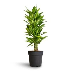 Dracaena Fragrans Cintho - Branched -HousePlants Shop Dracaena fragrans Cintho Branched 27x120cm