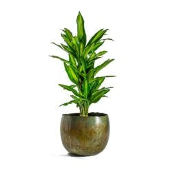 Dracaena Fragrans Cintho - Branched -HousePlants Shop Dracaena fragrans Cintho Branched Ellen Metal Plant Pots Set of 3 Vintage Green