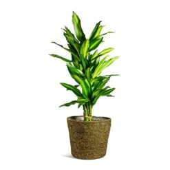 Dracaena Fragrans Cintho - Branched -HousePlants Shop Dracaena fragrans Cintho Branched selin Plant Basket Camel plant pot