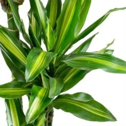 Dracaena Cintho - Branched - HydroCare -HousePlants Shop Dracaena fragrans Cintho Leaves ab958d53 bedb 408c 85ce 6af32735502a