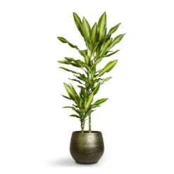 Noor Plant Pot - Velvet Green -HousePlants Shop Dracaena fragrans Cintho Multi Stem 19x100cm 2stems Noor Plant Pot Velvet Green 27x25cm