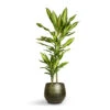 Dracaena Fragrans Cintho - Multi Stem -HousePlants Shop Dracaena fragrans Cintho Multi Stem 19x100cm 2stems Noor Plant Pot Velvet Green 27x25cm 5f100175 22f6 4ca7 8572 6cd7b19c688a