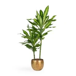 Dracaena Fragrans Cintho - Multi Stem -HousePlants Shop Dracaena fragrans Cintho Multi Stem 19x80cm 2stems Ellen Metal Plant Pots Set3 Brass