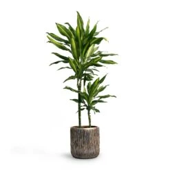 Dracaena Fragrans Cintho - Multi Stem -HousePlants Shop Dracaena fragrans Cintho MultiStem 19x80cm Plant Pot Luxe Lite Waterfall Cylinder Planter Bronze 23x22 1