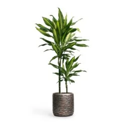 Dracaena Fragrans Cintho - Multi Stem -HousePlants Shop Dracaena fragrans Cintho MultiStem 19x80cm Plant Pot Luxe Lite Wrinkle Cylinder Planter Bronze 23x22cm