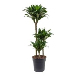 Dracaena Fragrans Compacta - Multi Stem 17 Dracaena Fragrans Compacta - Multi Stem -HousePlants Shop Dracaena fragrans Compacta 3 Stem