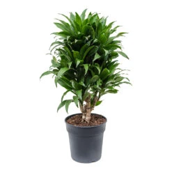 Dracaena Fragrans Compacta - Branched 21 Dracaena Fragrans Compacta - Branched -HousePlants Shop Dracaena fragrans Compacta Branched 21cm