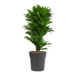 Dracaena Fragrans Compacta - Branched 23 Dracaena Fragrans Compacta - Branched -HousePlants Shop Dracaena fragrans Compacta Branched 24cm