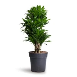 Dracaena Fragrans Compacta - Branched 18 Dracaena Fragrans Compacta - Branched -HousePlants Shop Dracaena fragrans Compacta Branched 24x75cm 1