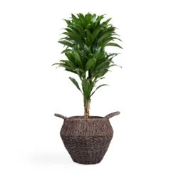 Dracaena Fragrans Compacta - Branched 20 Dracaena Fragrans Compacta - Branched -HousePlants Shop Dracaena fragrans Compacta Branched 24x75cm Jelle Plant Baskets Set of 3 Black warped a799a670 655b 4e6e 8f03 e8610f298c38