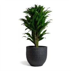 Dracaena Fragrans Compacta - Branched 16 Dracaena Fragrans Compacta - Branched -HousePlants Shop Dracaena fragrans Compacta Branched 24x75cm Rinca Plant Pot Shiny Black 29x26cmV2 d1a30b6d e211 4522 9b8e 6a963efd0c98