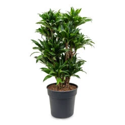 Dracaena Fragrans Compacta - Branched 25 Dracaena Fragrans Compacta - Branched -HousePlants Shop Dracaena fragrans Compacta Branched 30x100cm