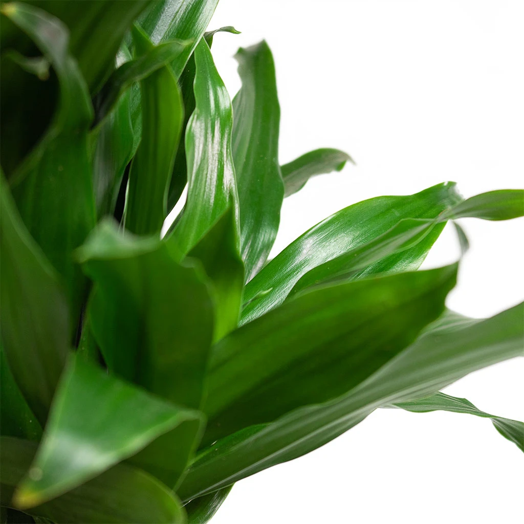 Dracaena Fragrans Compacta - Branched 4 Dracaena Fragrans Compacta - Branched - Image 2