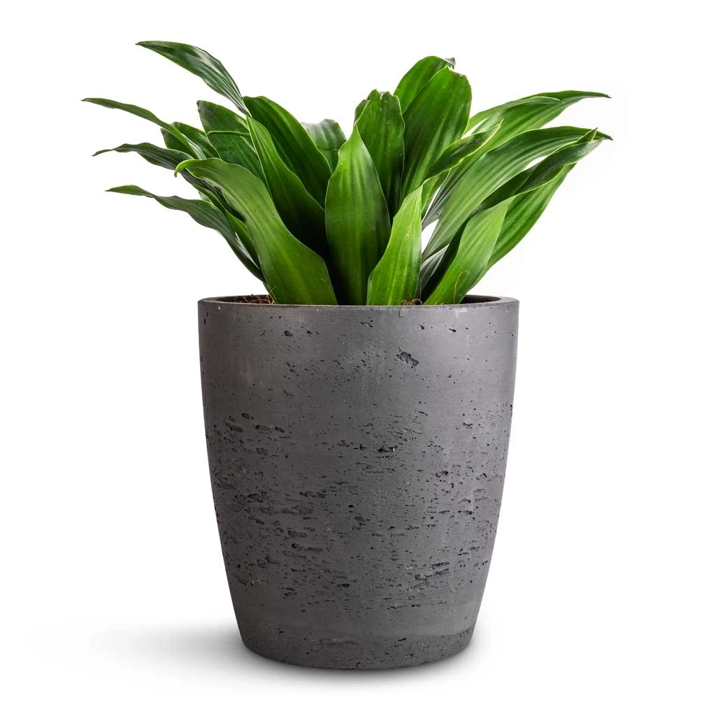 Gerben Plant Pot - Black Washed 4 Gerben Plant Pot - Black Washed - Image 2