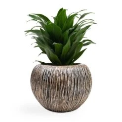 Dracaena Fragrans Compacta - Head -HousePlants Shop Dracaena fragrans Compacta Head 12x25cm Luxe Lite Waterfall Globe Planter Bronze 28x20cm