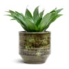 Dracaena Fragrans Compacta - Head 1 Dracaena Fragrans Compacta - Head -HousePlants Shop Dracaena fragrans Compacta Head 12x25cm Sanna Plant Pot Moss Green 15x13cm