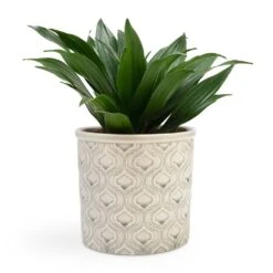 Dracaena Fragrans Compacta - Head -HousePlants Shop Dracaena fragrans Compacta Head 12x25cm Venetian Plant Pot Grey 16x14cm