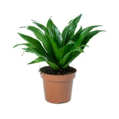 Dracaena Fragrans Compacta - Head -HousePlants Shop Dracaena fragrans Compacta Head