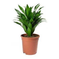 Dracaena Fragrans Compacta - Head -HousePlants Shop Dracaena fragrans Compacta Head Large