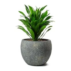 Dracaena Fragrans Compacta - Head -HousePlants Shop Dracaena fragrans Compacta Head Large Fay Plant Pot Blue Gold