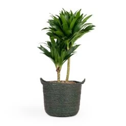 Dracaena Fragrans Compacta - Multi Stem 21 Dracaena Fragrans Compacta - Multi Stem -HousePlants Shop Dracaena fragrans Compacta Multi Stem 17x55cm 2 stems Nelis Plant Basket Green 23x20cm