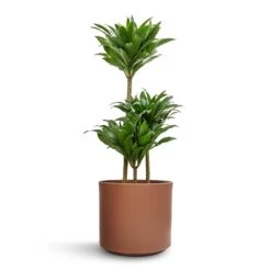 Dracaena Fragrans Compacta - Multi Stem 20 Dracaena Fragrans Compacta - Multi Stem -HousePlants Shop Dracaena fragrans Compacta Multi Stem 21x100cm 3 stems Prague Plant Pot Mocha 28x24cm e0b3705a 187e 479d b39c 1f9a060a4b78