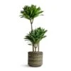 Dracaena Fragrans Compacta - Multi Stem 1 Dracaena Fragrans Compacta - Multi Stem -HousePlants Shop Dracaena fragrans Compacta Multi Stem 21x100cm 3 stems Stian Plant Pot Moss Green 25x22cm