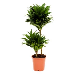 Dracaena Fragrans Compacta - Multi Stem 15 Dracaena Fragrans Compacta - Multi Stem -HousePlants Shop Dracaena fragrans Compacta Multi Stem