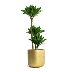 Dracaena Fragrans Compacta - Multi Stem 22 Dracaena Fragrans Compacta - Multi Stem -HousePlants Shop Dracaena fragrans Compacta Multi Stem Charlie Plant Pot Metallic Gold 5a1761f3 7ae0 430f 8884 90608fcf4ff3