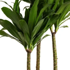 Dracaena Fragrans Compacta - Multi Stem 18 Dracaena Fragrans Compacta - Multi Stem -HousePlants Shop Dracaena fragrans Compacta Multi Stem DETAIL 2