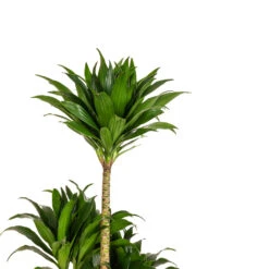 Dracaena Fragrans Compacta - Multi Stem 16 Dracaena Fragrans Compacta - Multi Stem -HousePlants Shop Dracaena fragrans Compacta Multi Stem DETAIL