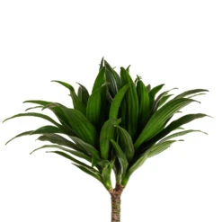 Dracaena Fragrans Compacta - Multi Stem 14 Dracaena Fragrans Compacta - Multi Stem -HousePlants Shop Dracaena fragrans Compacta Multi Stem DETAIL 3