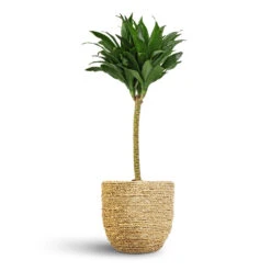 Dracaena Fragrans Compacta - Single Stem -HousePlants Shop Dracaena fragrans Compacta Single Stem 17x65cm Cody Plant Pot Straw Grass 22x20cm