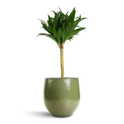 Dracaena Fragrans Compacta - Single Stem -HousePlants Shop Dracaena fragrans Compacta Single Stem 17x65cm Zembla Plant Pot Green 22x20cm