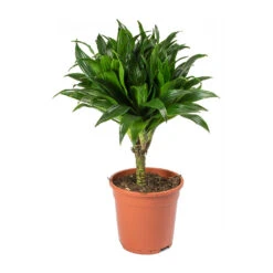 Dracaena Fragrans Compacta - Single Stem -HousePlants Shop Dracaena fragrans Compacta Single Stem
