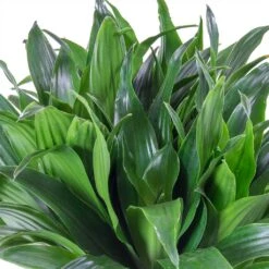Dracaena Compacta - Multi Stem - HydroCare -HousePlants Shop Dracaena fragrans Compacta Single Stem Leaves 86c2a4e7 7a62 4ef5 ad33 214cb4ee418e