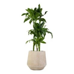 Dracaena Fragrans Dorado - Multi Stem -HousePlants Shop Dracaena fragrans Dorado 3Stem 21x95cm Raindrop Tube Round Planter Stone 30x26cm