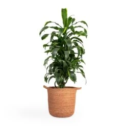 Dracaena Fragrans Dorado - Branched -HousePlants Shop Dracaena fragrans Dorado Branched 21x70cm Nelis Plant Basket Camel 28x27cm