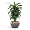 Dracaena Fragrans Dorado - Branched -HousePlants Shop Dracaena fragrans Dorado Branched 21x70cm Plant Pot Luxe Lite Comet Globe Planter Bronze 33x24cm
