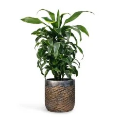Dracaena Fragrans Dorado - Branched -HousePlants Shop Dracaena fragrans Dorado Branched 21x70cm Plant Pot Luxe Lite Layer Cylinder Planter Bronze 28x27cm
