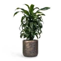 Dracaena Fragrans Dorado - Branched -HousePlants Shop Dracaena fragrans Dorado Branched 21x70cm Plant Pot Luxe Lite Wrinkle Cylinder Planter Bronze 28x27cm