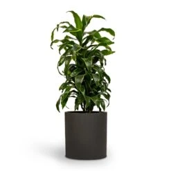 Dracaena Fragrans Dorado - Branched -HousePlants Shop Dracaena fragrans Dorado Branched 21x70cm Pot Max Refined Planter 29x29.5cm 2 814c9cca 14d7 4ebb 9b15 2f8d14bfad60