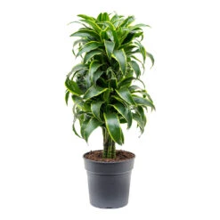Dracaena Fragrans Dorado - Branched -HousePlants Shop Dracaena fragrans Dorado Branched